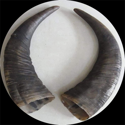  Natural Buffalo Horn Pipes