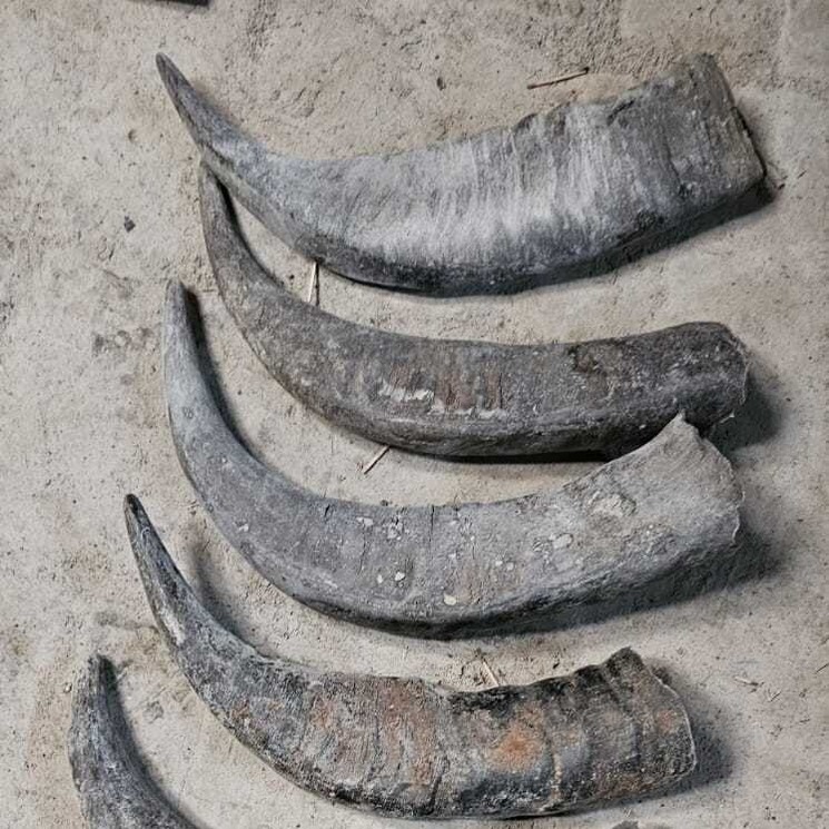  Assemese Buffalo Horns 30